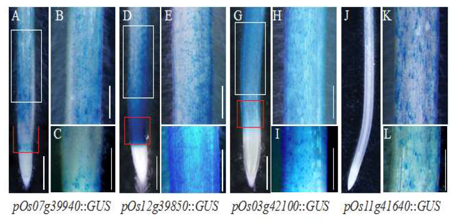 뿌리털 발달에 영향을 끼치는 4개의 bHLH 유전자의 GUS 발현 양상