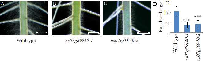 뿌리털 발달 관여 bHLH 07g39940 기능상실 돌연변이의 표현형과 표현형의 정량적 분석