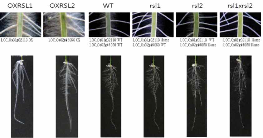 뿌리털 발달에 영향을 끼치는 알려진 2개의 bHLH 유전자(RSL1, RSL2)에 대한 과발현체 및 기능상실 돌연변이체의 표현형 검증