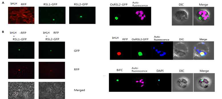 인산 사용효율 발달을 조절할 거라 예상하는 2개의 bHLH(RSL1, RSL2)과 기존에 기능이 알려진 PSBH 단백질 간의 세포 내 상호작용 분석