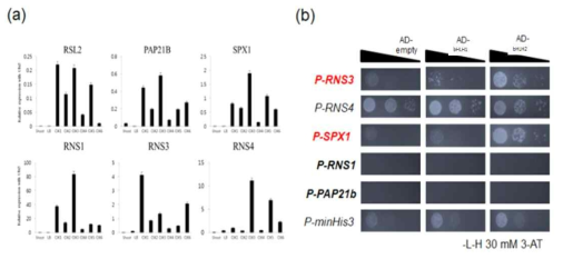 RSL2유전자의 하위조절 인자 확인. RSL2과발현체에서 qRT-PCR을 통한 하위유전자로 생각하는 유전자들 발현 확인 (좌). Yeast one hybrid 시스템을 이용한 하위유전자 직접적 바인딩 확인 (우)