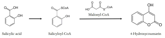 Salicylic acid와 malonyl-CoA의 중합에 의한 4-hydroxycoumarin 합성
