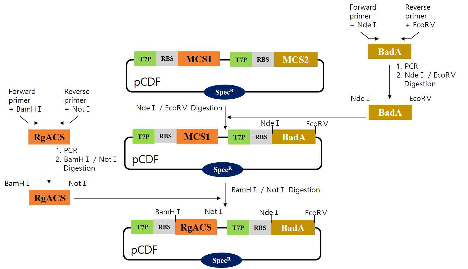 RgACS-BadA pCDF