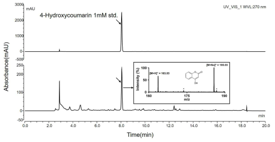 HC-1에서의 4-hydroxycoumarin 합성 확인 (HPLC 및 MS결과)