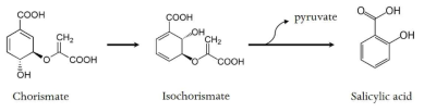 대장균 대사물질 chorismate에서 시작하는 salicylic acid 합성경로