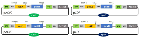 Salicylic acid 합성 constructs