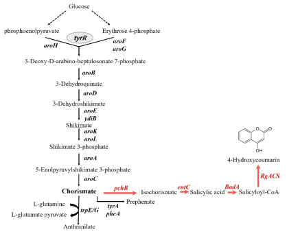 4-Hydroxycoumarin biosynthesis sheme