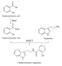 2-hydroxybenzoyl tryptamine합성 경로