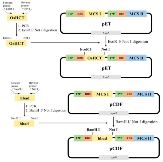실험에 사용할 두 유전자 OsHCT와 hbad 대장균 발현 벡터 제작