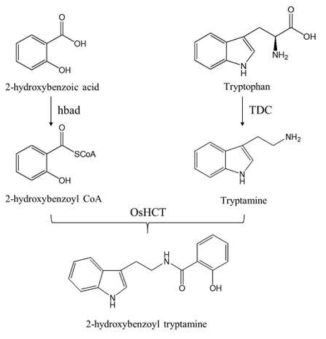 tryptophan에서 2-hydroxybenzoyl tryptamine합성 경로