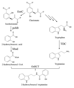 포도당에서 2-hydroxybenzoyl tryptamine합성 경로