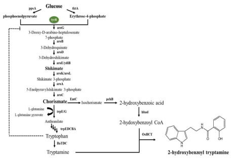 포도당에서 2-hydroxybenzoic acid 합성 경로