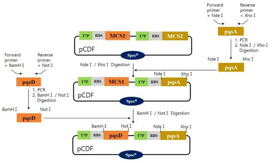 pC-pqsD-pqsA의 cloning 과정