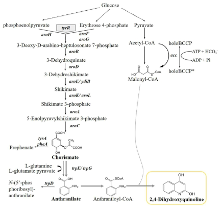 Biosynthesis scheme of 2,4-dihydroxyquinoline using E. coli