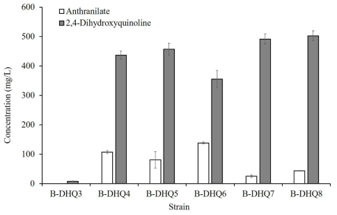 여러 가지 대장균 strains에 따른 DHQ 합성량