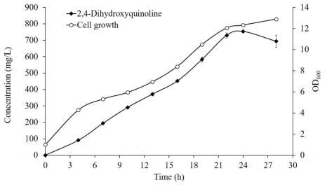 B-DHQ8을 이용한 시간별 OD와 DHQ 합성량