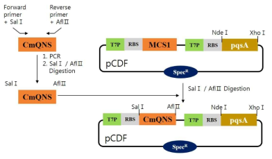 pC-CmQNS-pqsA cloning 과정