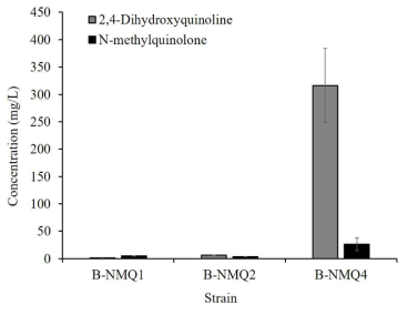 B-NMQ1~4에서의 DHQ와 NMQ 합성량 비교