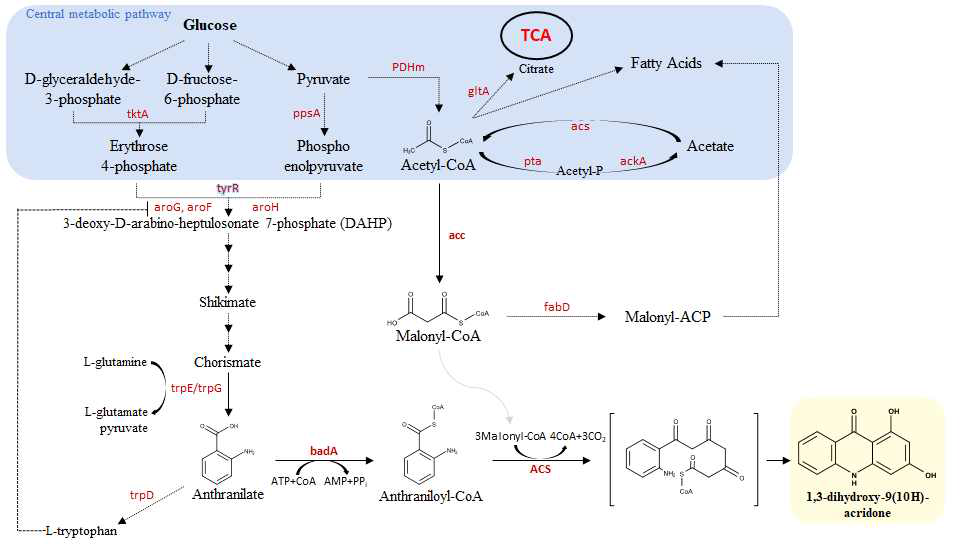 Biosynthesis pathway of 1,3-dihydroxy-9(10H)-acridone (DHA) using E. coli