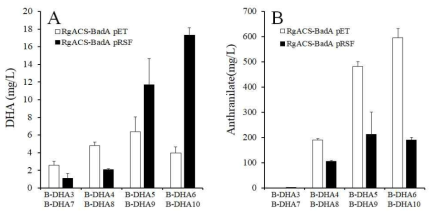 여러 가지 대장균 strains에 따른 DHA 및 anthranilate 합성량