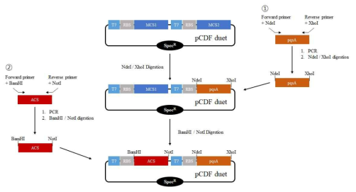 pC-RgACS-pqsA cloning 과정