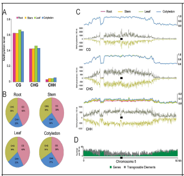 조직별 methylation pattern 분석