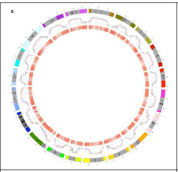 콩 유전체 내 methylation 분포도