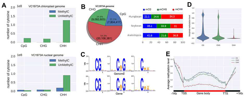 녹두 유전체 methylation pattern 분석