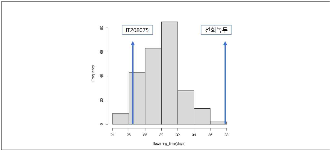 선화녹두 x IT208075 RILs 집단의 개화기