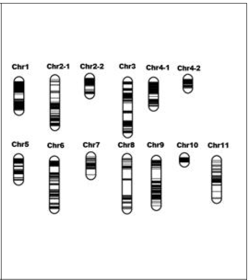 genetic map