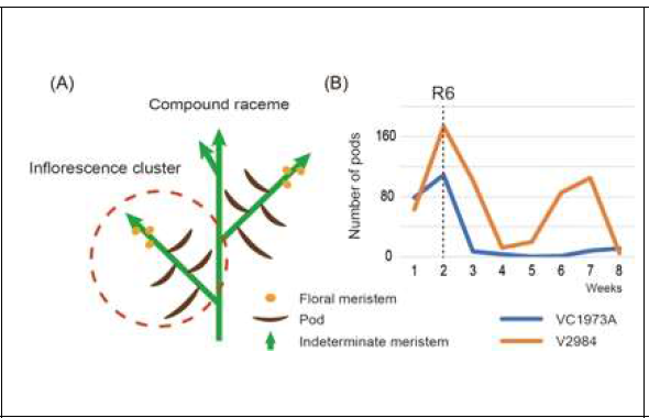 The number of pods and floral meristems after depodding