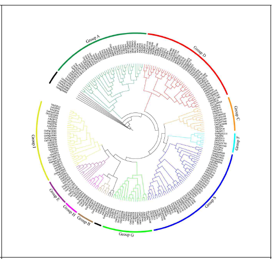 녹두, 애기장대, 벼 bZIP 단백질의 phylogenetic tree