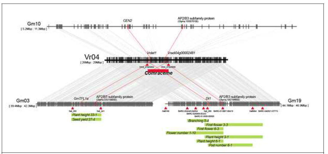 녹두의 Comraceme 영역과 콩의 synteny block 분석