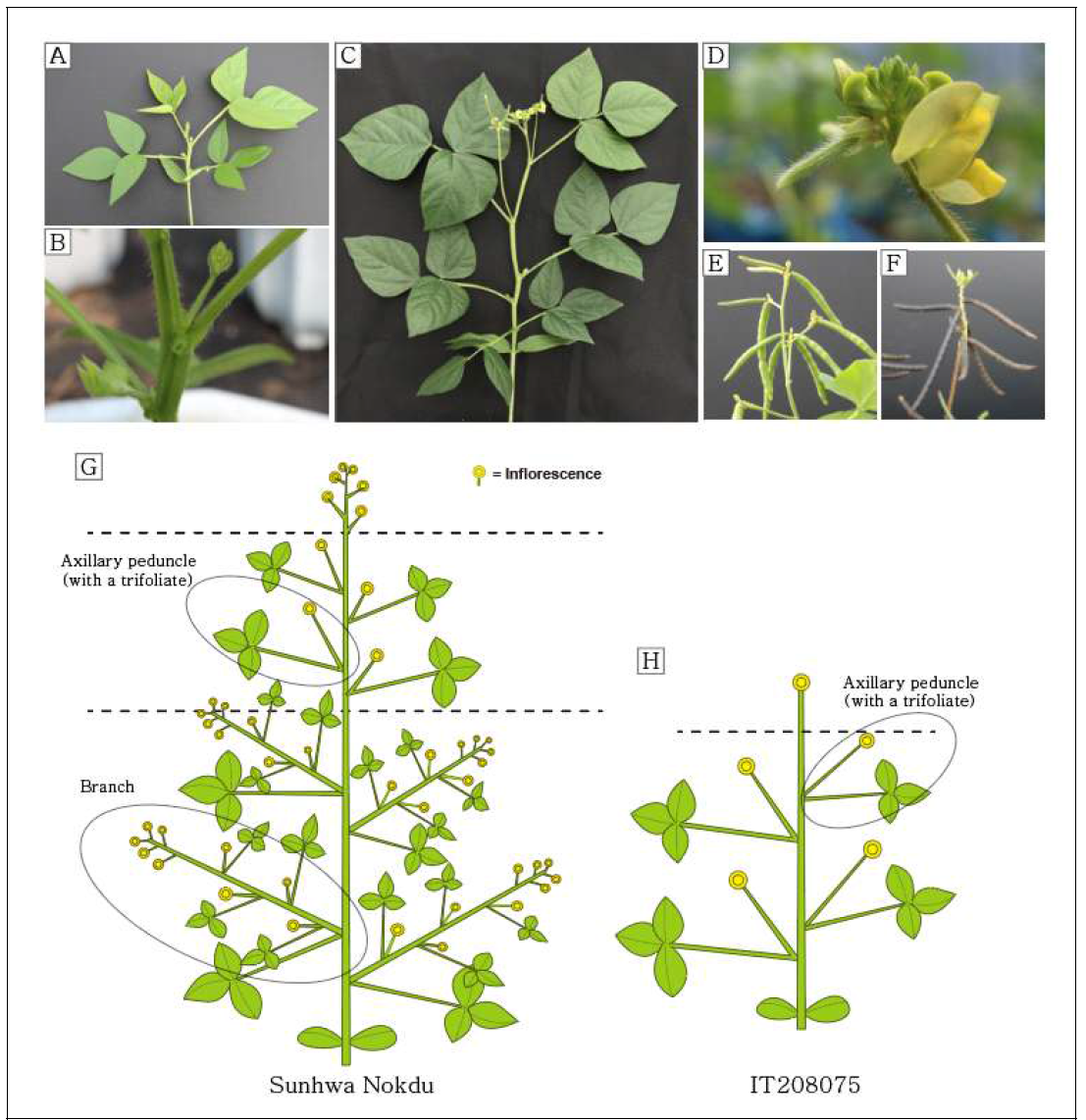 모부본(선화녹두, IT208075)의 식물 구조 형질 차이 묘사