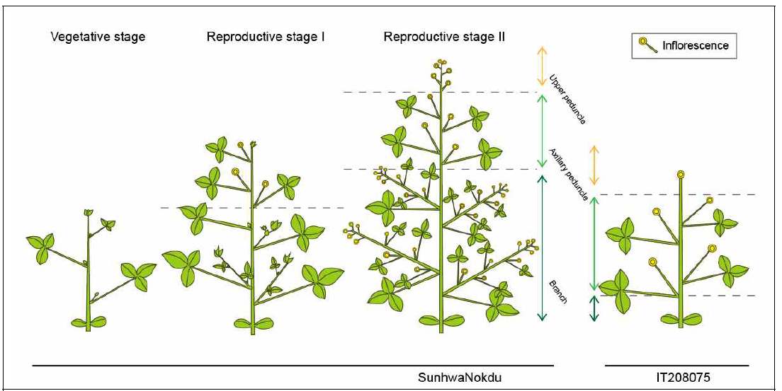 선화녹두와 IT208075의 발달단계별 생장 도식도