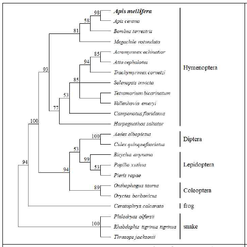 AmWAPRIN과 다른 곤충, 개구리 및 뱀 유래 WAPRIN 아미노산 서열을 이용한 계통도 분석