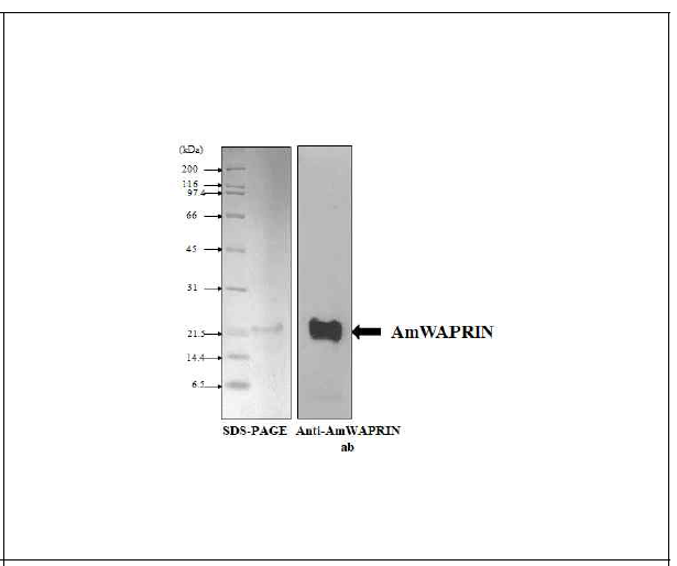 재조합 AmWAPRIN의 정제 및 항체를 이용한 western blot 분석