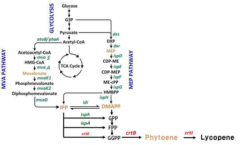 Phytoene과 라이코펜의 생합성 경로