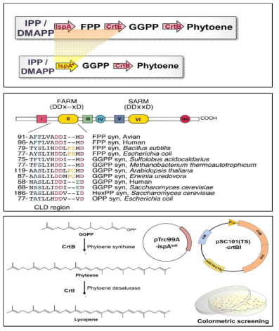 Scheme of Development of GGPS BioParts