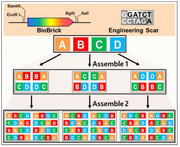 BioBrick assembly strategy to optimize multi-gene operon expression