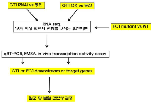 GT1 하위 혹은 target 유전자를 선발하고 그 기능을 구명하기 위한 전략