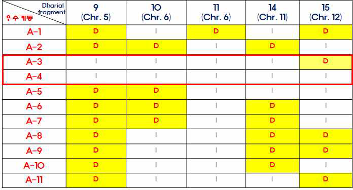 우수 계통 A-1과 A-2에 존재하는 Dharial chromosomal fragments 중 열등 계통에는 존재하지 않는 5개의 Dharial chromosomal fragments의 총 11개 우수 계통에서의 분포