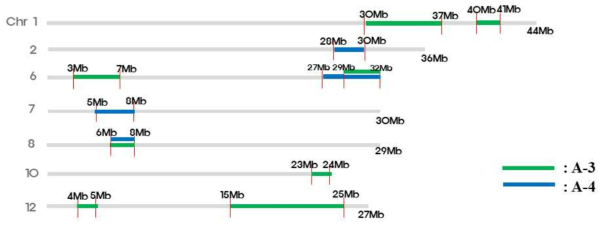 우수 일미벼 BC3/F7 계통 722010(A-3)와 722084(A-4)에 삽입된 11개의 Dharial chromosomal fragments