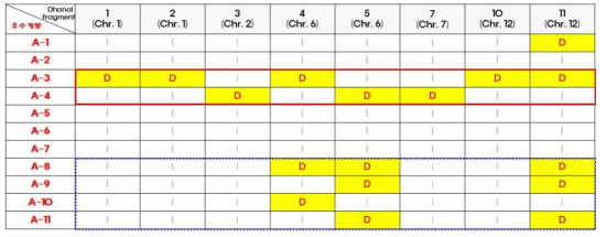 우수 계통 A-3와 A-4에 존재하는 Dharial chromosomal fragments 중 열등 계통에는 존재하지 않는 Dharial chromosomal fragments의 총 11개 우수 계통에서의 분포