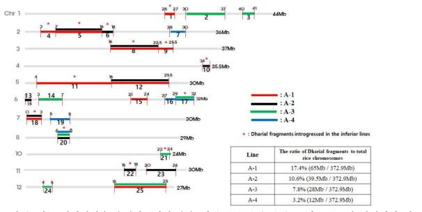 게놈 염기서열을 수행한 4개의 우수 계통 A-1, A-2, A-3, 그리고 A-4에 삽입되어 있는 총 25개의 Dharial chromosomal fragments의 염색체의 위치를 나타냈으며 “*”는 열성 계통에도 존재하는 Dharial fragment를 표시한 것이다