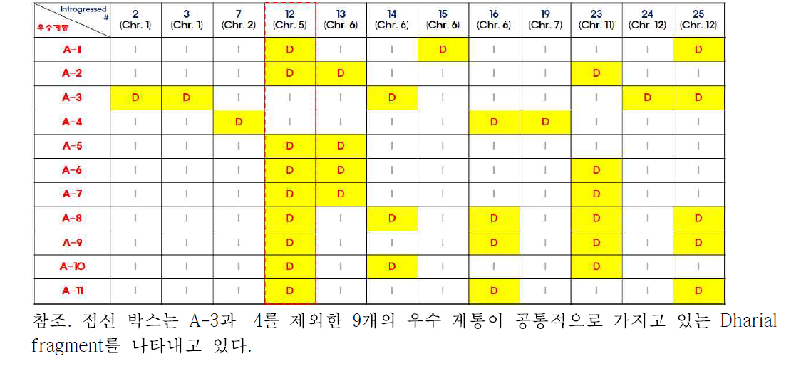 5개의 열등 계통에는 존재하지 않으면서 우수 계통 A-1, A-2, A-3, 그리고 A-4에만 존재하는 12개의 Dharial chromosomal fragments의 발아력 우수 11 계통에서의 분포