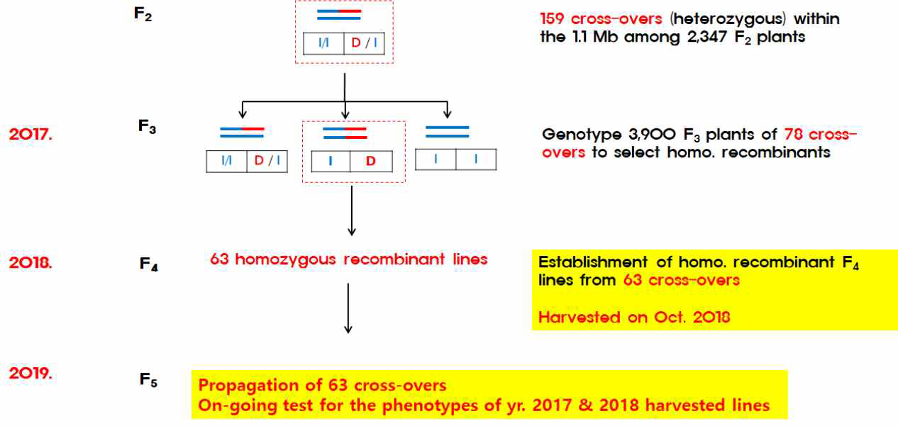 1.1 Mb 구역에 대한 fine mapping 전략과 이를 통해 얻는 63개의 homozygous recombinant 계통