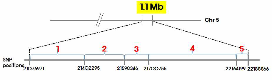 1.1 Mb 구역을 5개 소구역으로 세분화하는 데 사용한 SNP position을 나타냈다