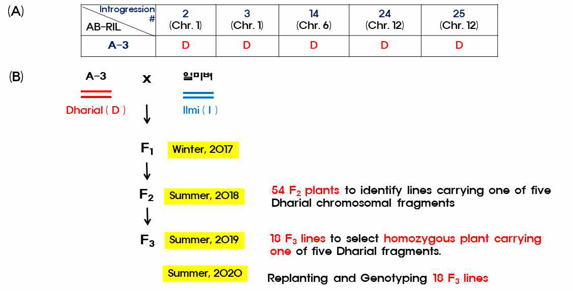 (A) 우수계통 A-3에만 존재하고 열등계통에는 존재하지 않는 5개의 Dharial chromosomal fragment의 염색체 위치를 나타낸 것이다. (B) A-3와 일미벼 간의 교배를 통해 얻은 F3 계통에서 5개의 Dharial fragments 중에 하나만 homozygous로 가지고 있는 계통을 선발하고자 진행 중인 교배와 선발을 보여 주고 있다