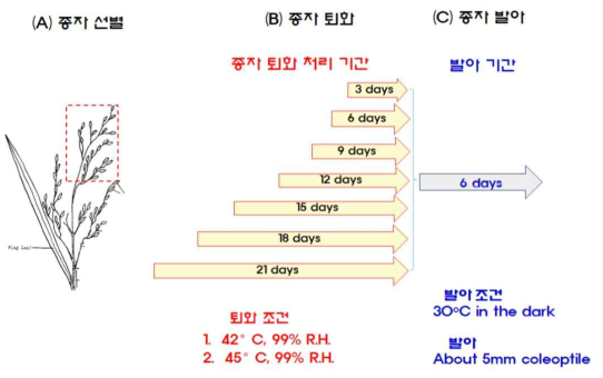 최적 종자 퇴화처리와 발아력 조사를 위한 종자 선별 (A), 종자 퇴화 처리 조건 (B), 그리고 종자 발아 조건 (C). (A) 조사에 사용하는 종자는 점선 박스로 표시한 것처럼 이삭 중 가장 먼저 성숙한 본지경의 상단 부분의 종자를 사용하였다. (B) 종자 퇴화는 42℃와 45℃ 항온기 안에 밀페된 용기 (상대습도 99%)에서 3일, 6일, 9일, 12일, 15일, 18일 및 21일 동안 저장하였다. (C) 발아는 퇴화 처리한 종자를 wet paper towel에 6일간 30℃ 암 조건에서 발아 시켰다 (그림 13)